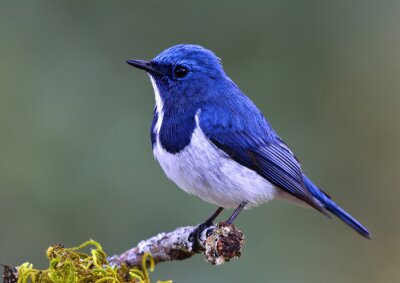 Poster  Oiseau bleu sur une brindille