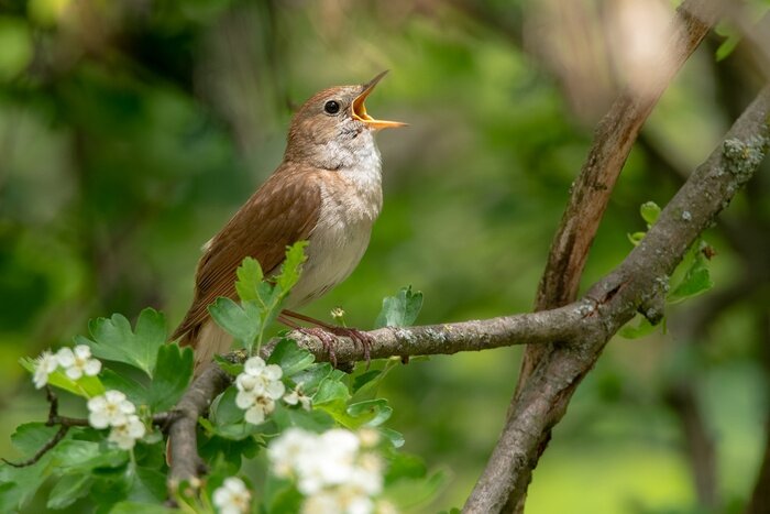 Poster  Oiseau chanteur