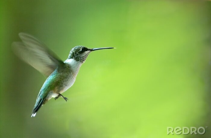 Poster  Oiseau Colibri sur un arrière-plan flou