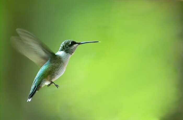Poster  Oiseau Colibri sur un arrière-plan flou