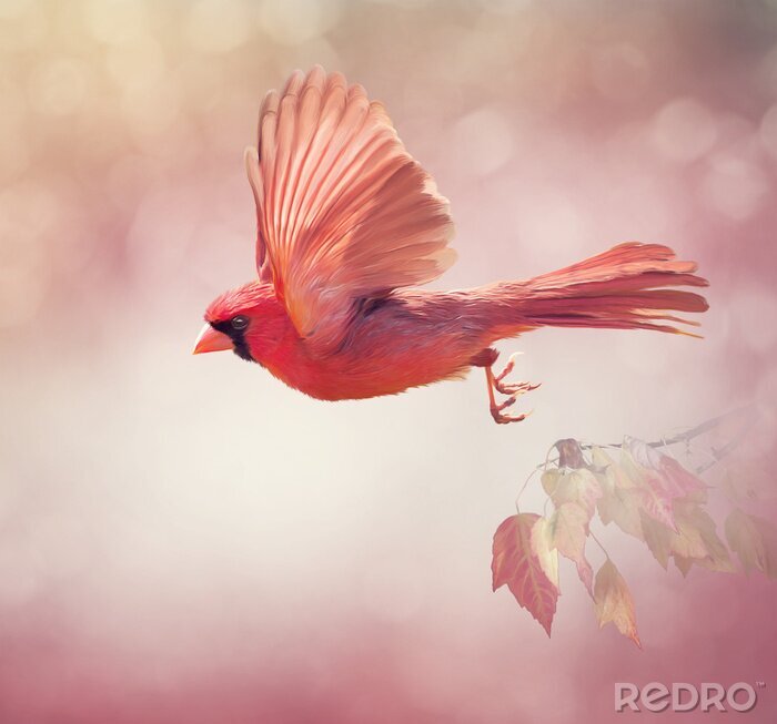 Poster  Oiseau coloré sur fond rose