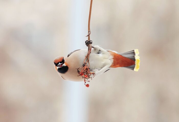 Poster  Oiseau et brindille