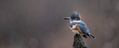 Oiseau exotique sous la pluie
