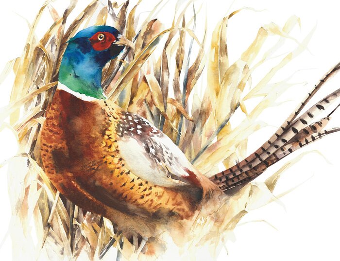 Poster  Oiseau faisan