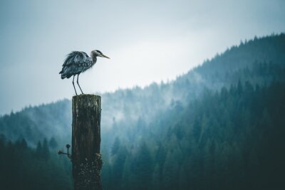 Poster  Oiseau Heron sur le fond des montagnes
