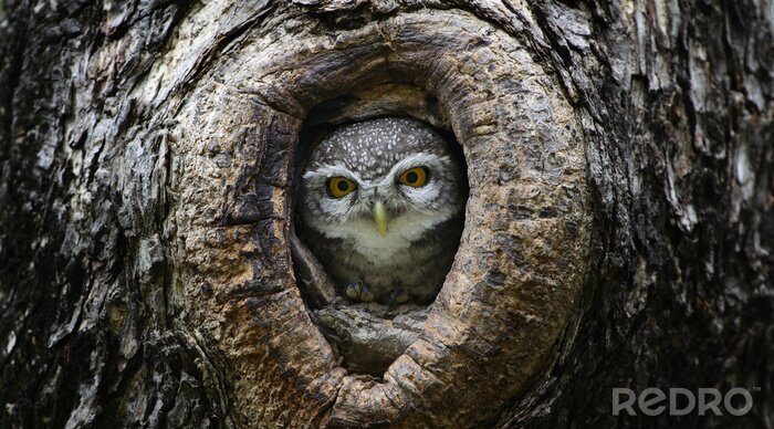 Poster  Oiseau, hibou, owlet, (Athene, brama), arbre, creux, oiseau, T