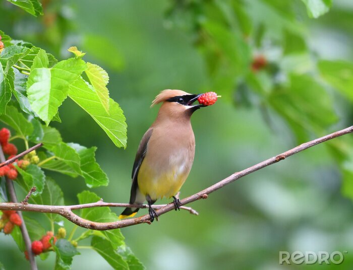 Poster  Oiseau mangeant des fruits