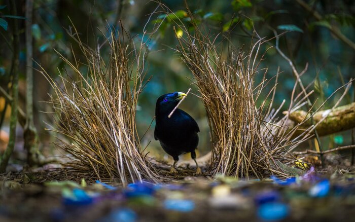 Poster  Oiseau noir dans l'herbe