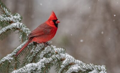 Poster  oiseau rouge dans la neige