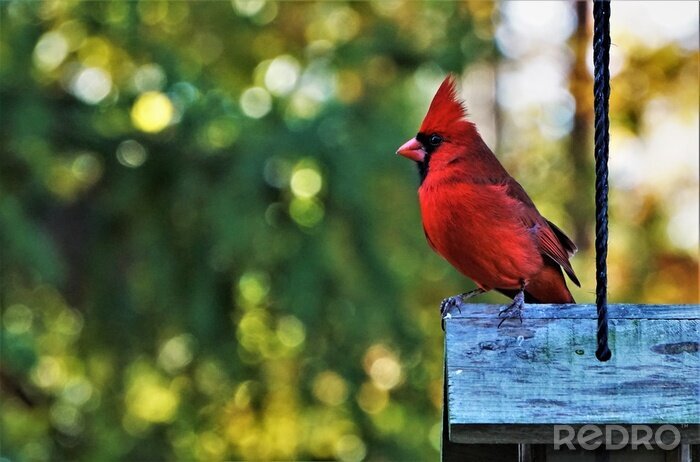 Poster  Oiseau rouge sur le fond de la forêt