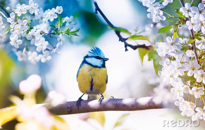 Poster  Oiseau sur une branche au printemps