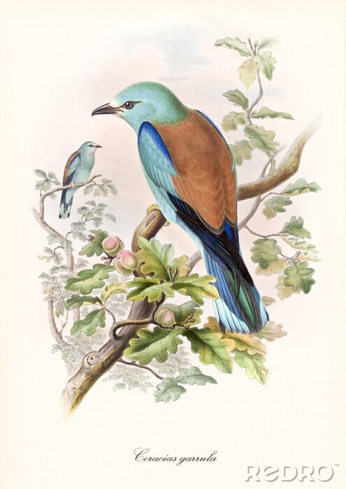 Poster  Oiseaux colorés sur un arbre