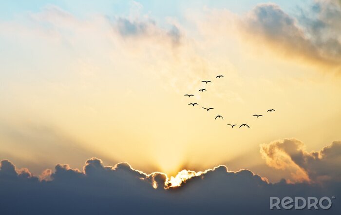 Poster  Oiseaux dans le ciel à l'horizon