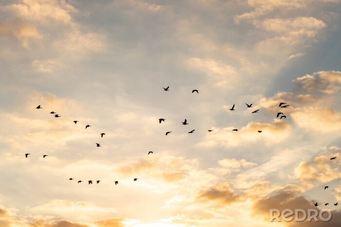 Poster  Oiseaux dans le ciel au soleil