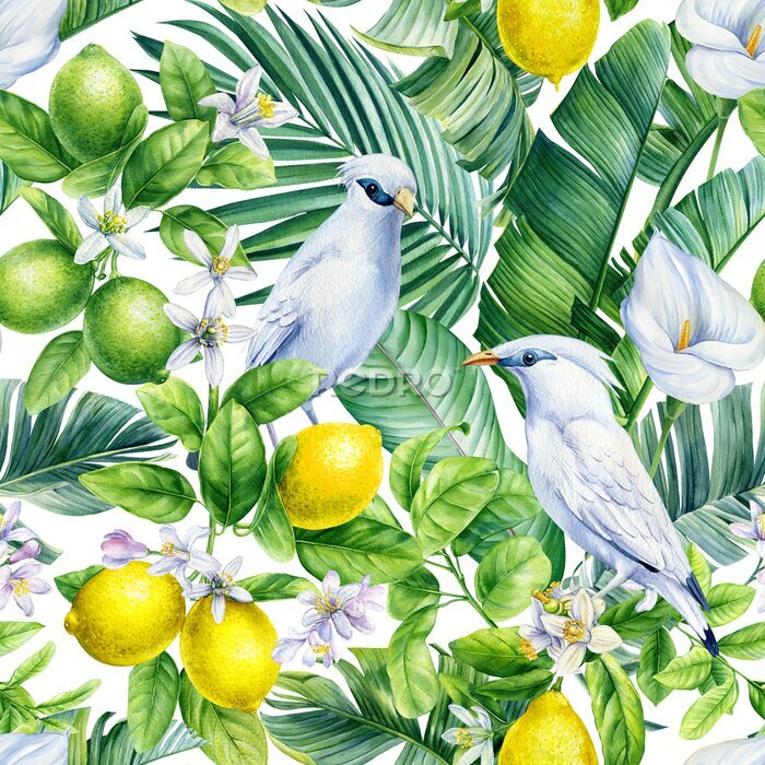 Poster  Oiseaux de paradis parmi les fruits
