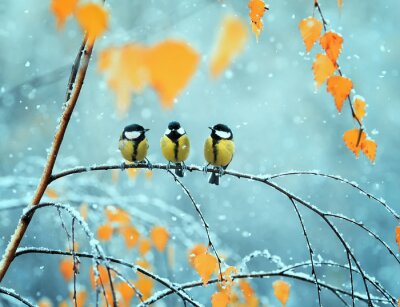 Poster  Oiseaux en hiver