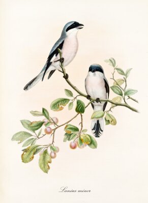 Poster  Oiseaux sur une branche