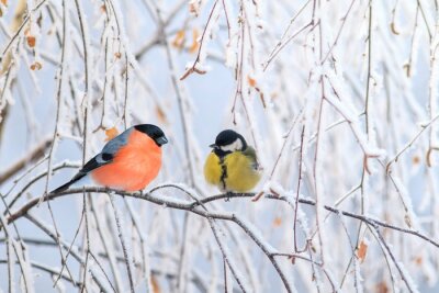 Poster  Oiseaux sur une branche en hiver