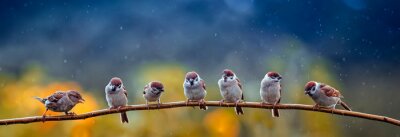 Oiseaux sur une branche sous la pluie