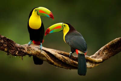Poster  Oiseaux toucans colorés