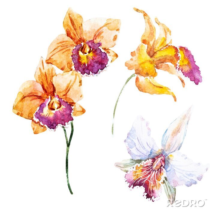 Poster  Oranje orchideebloemblaadjes geschilderd met waterverf