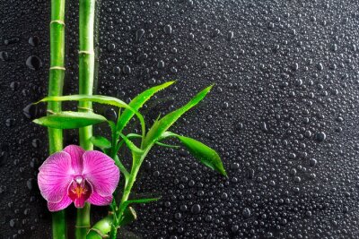 Orchidée, bambou et gouttes sur le verre noir