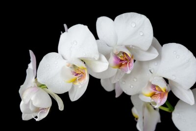 Orchidée blanche sur fond noir