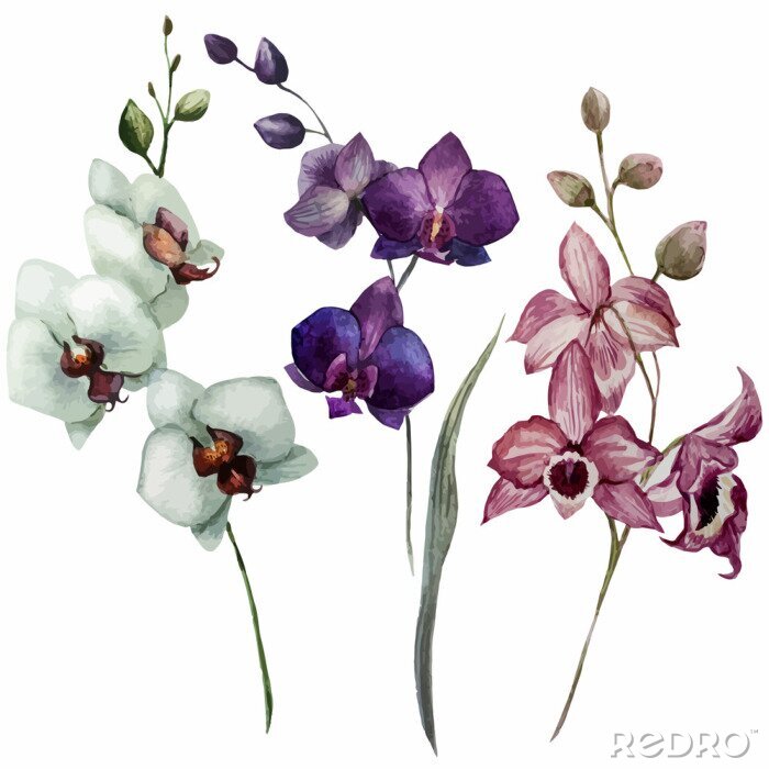 Poster  Orchidee drie scheuten in verschillende kleuren