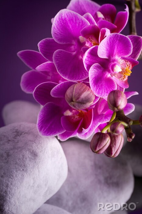 Poster  Orchidée et pierres de couleur blanche