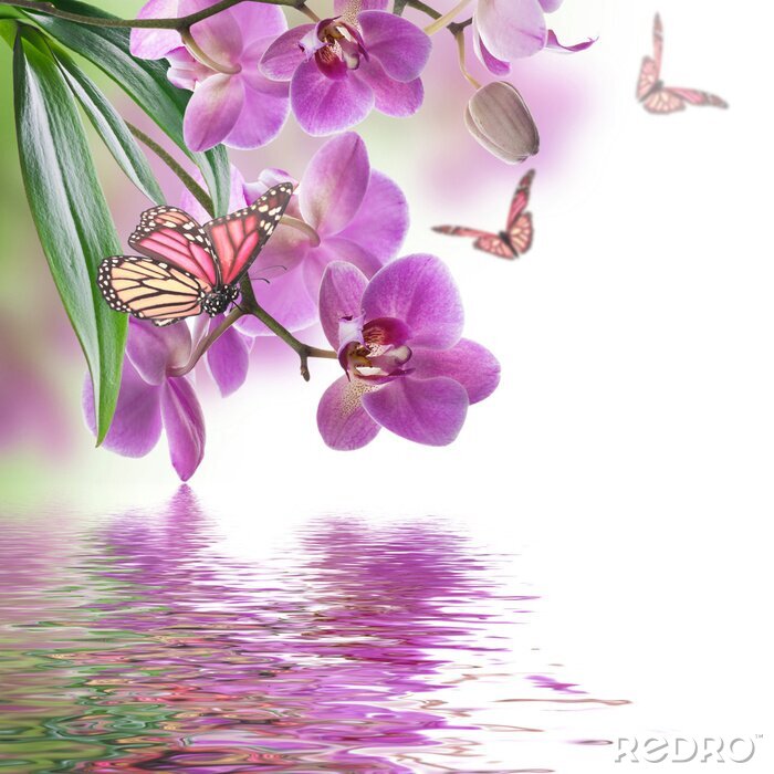 Poster  Orchidée mauve et papillon au bord de l'eau