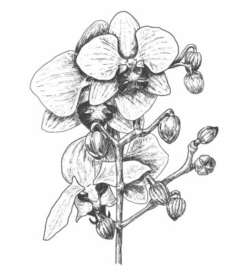 Poster  Orchidée noire et blanche