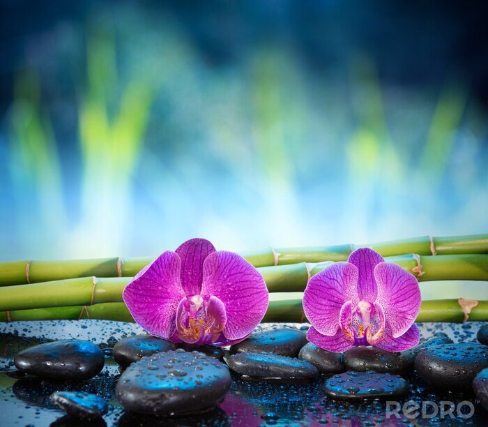 Poster  Orchidée, pierres et plantes