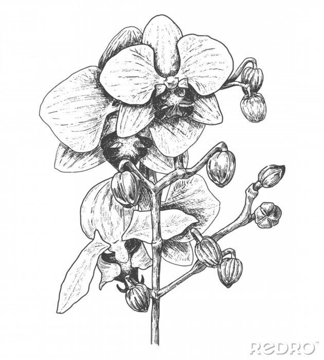 Poster  Orchidee schets gearceerd met een potlood