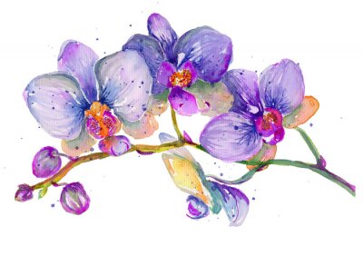 Poster  Orchidée violette peinte à l&#39;aquarelle