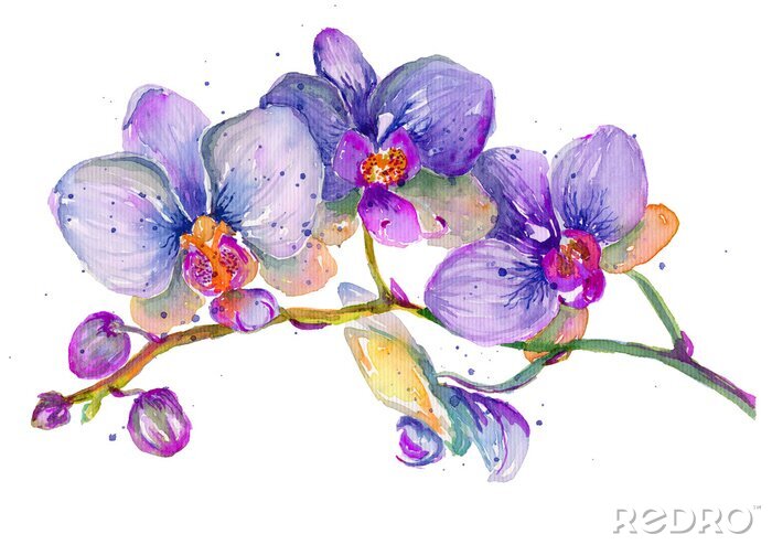 Poster  Orchidée violette peinte à l&#39;aquarelle