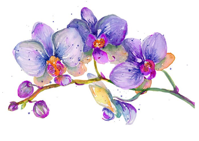 Poster  Orchidée violette peinte à l'aquarelle