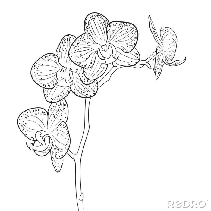 Poster  Orchideebloemblaadjes bedekt met zwarte vlekken
