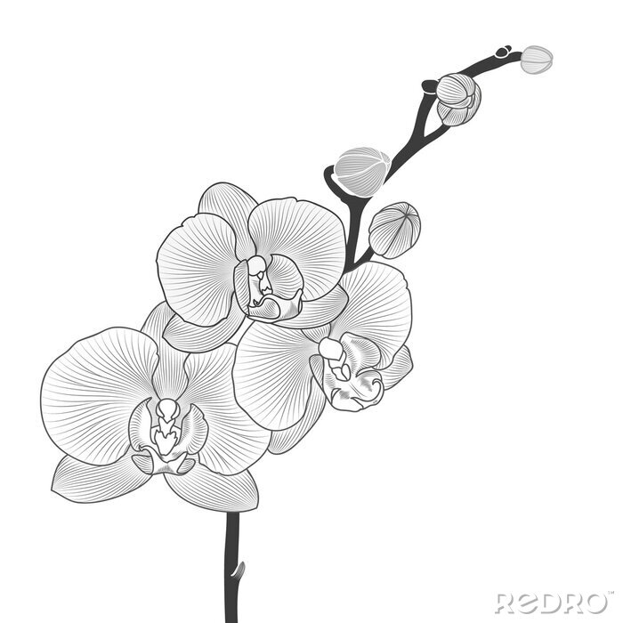 Poster  Orchideebloemen en knoppen op een zwart takje