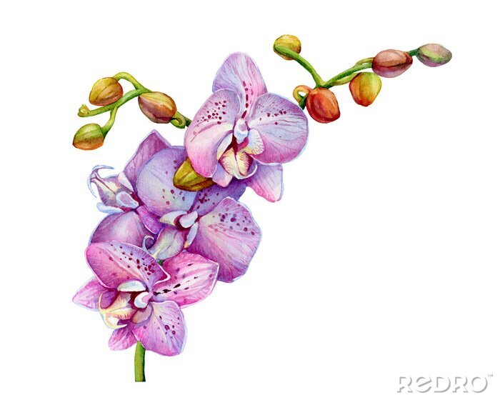 Poster  Orchideebloemen vol sproeten