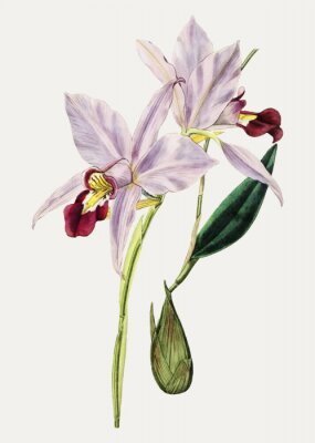 Poster  Orchideeën met bordeauxrode centra