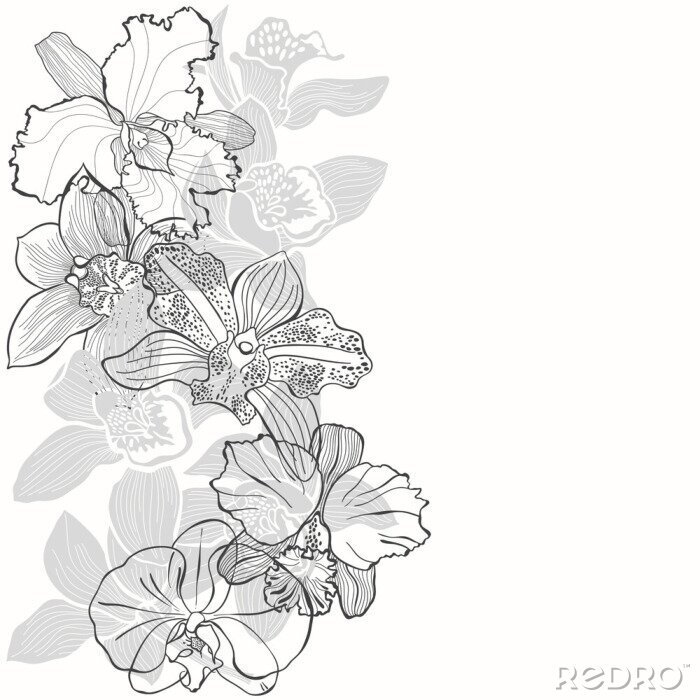 Poster  Orchideeën met witte en zwarte randen