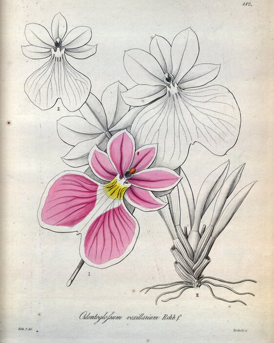 Poster  Orchideeënscheuten van een ontwikkelde plant