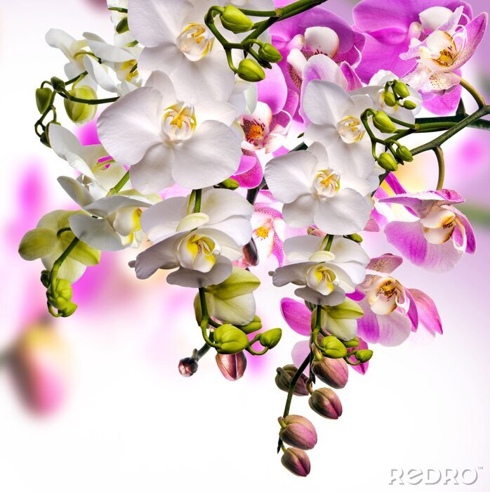 Poster  Orchidées blanches et violettes