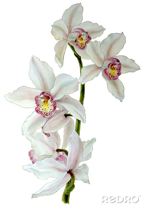 Poster  Orchidées en fleurs sur une brindille