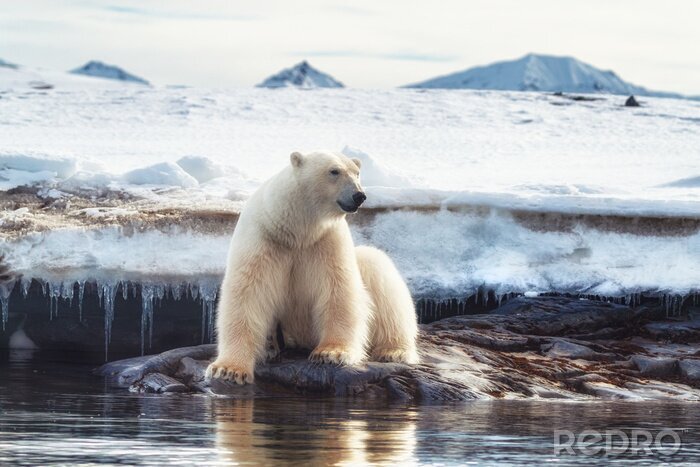 Poster  Ours blanc sur la glace