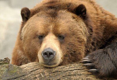 Poster  Ours brun d'Alaska (Grizzly)