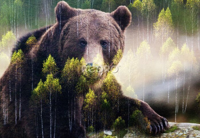 Poster  Ours brun et arbres verts