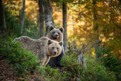 Ours bruns dans la forêt d'automne