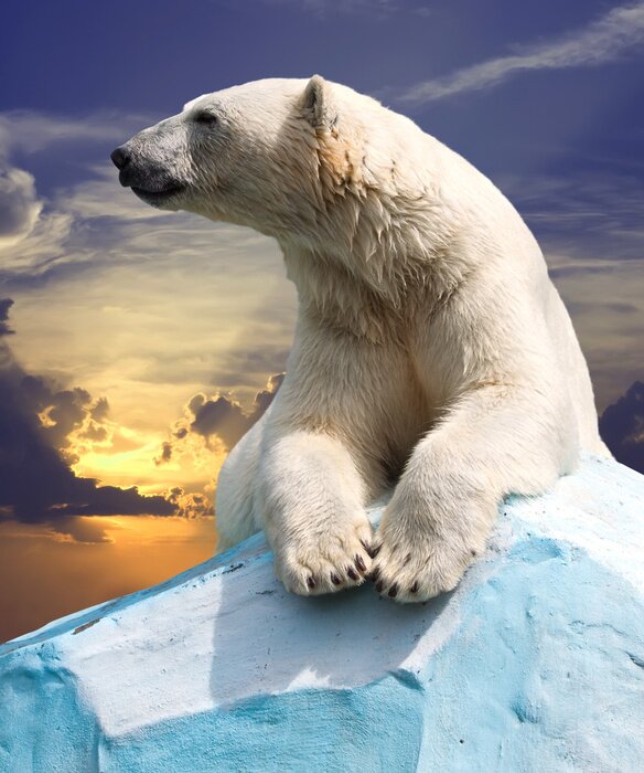 Poster  Ours polaire