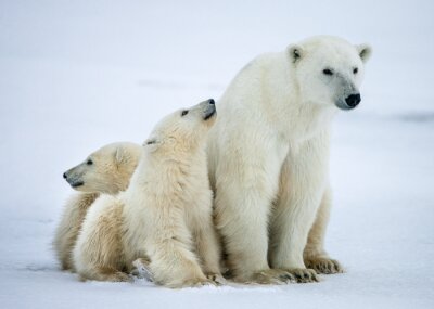 Poster  Ours polaire avec des oursons. Une ours polaire avec deux petits oursons sur la neige.